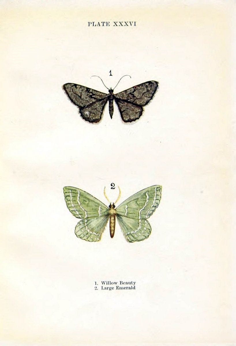 Butterflies and moths,.London & Edinburgh,T.C. & E.C. Jack[1910]. | Butterflies Moths "Cornell University Library" | Vintage Print Reproduction 456751