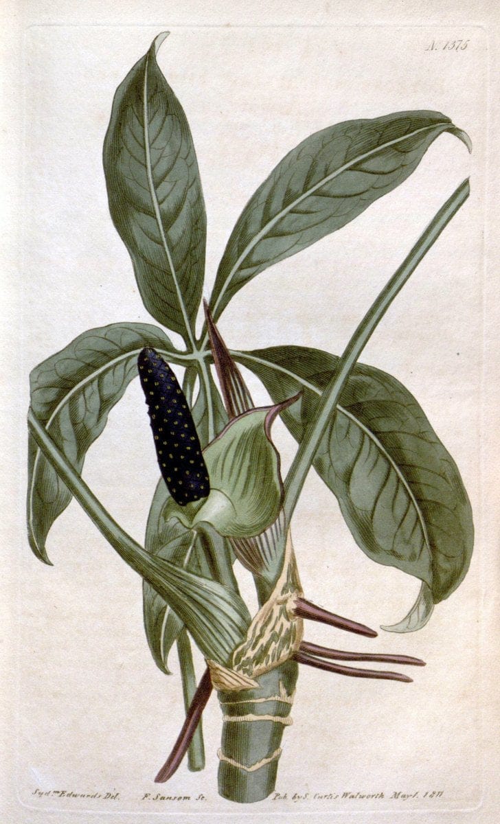 Curtis's botanical magazine. London ; New York [etc.] :Academic Press [etc.]. | "Botanical illustration" Botany Periodicals "Pictorial works" "Plants, Ornamental"  | Vintage Print Reproduction 456752