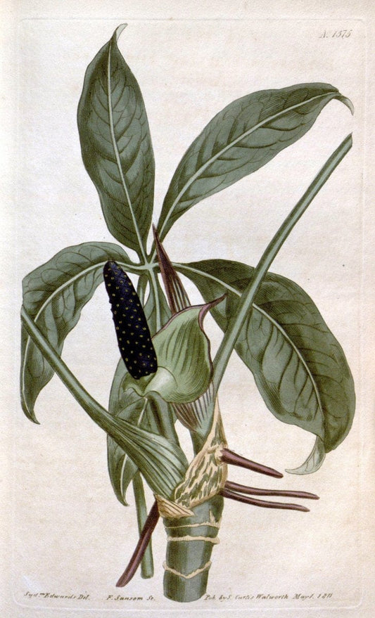 Curtis's botanical magazine. London ; New York [etc.] :Academic Press [etc.]. | "Botanical illustration" Botany Periodicals "Pictorial works" "Plants, Ornamental"  | Vintage Print Reproduction 456752
