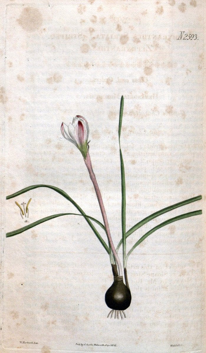 Curtis's botanical magazine. London ; New York [etc.] :Academic Press [etc.]. | "Botanical illustration" Botany Periodicals "Pictorial works" "Plants, Ornamental"  | Vintage Print Reproduction 456754