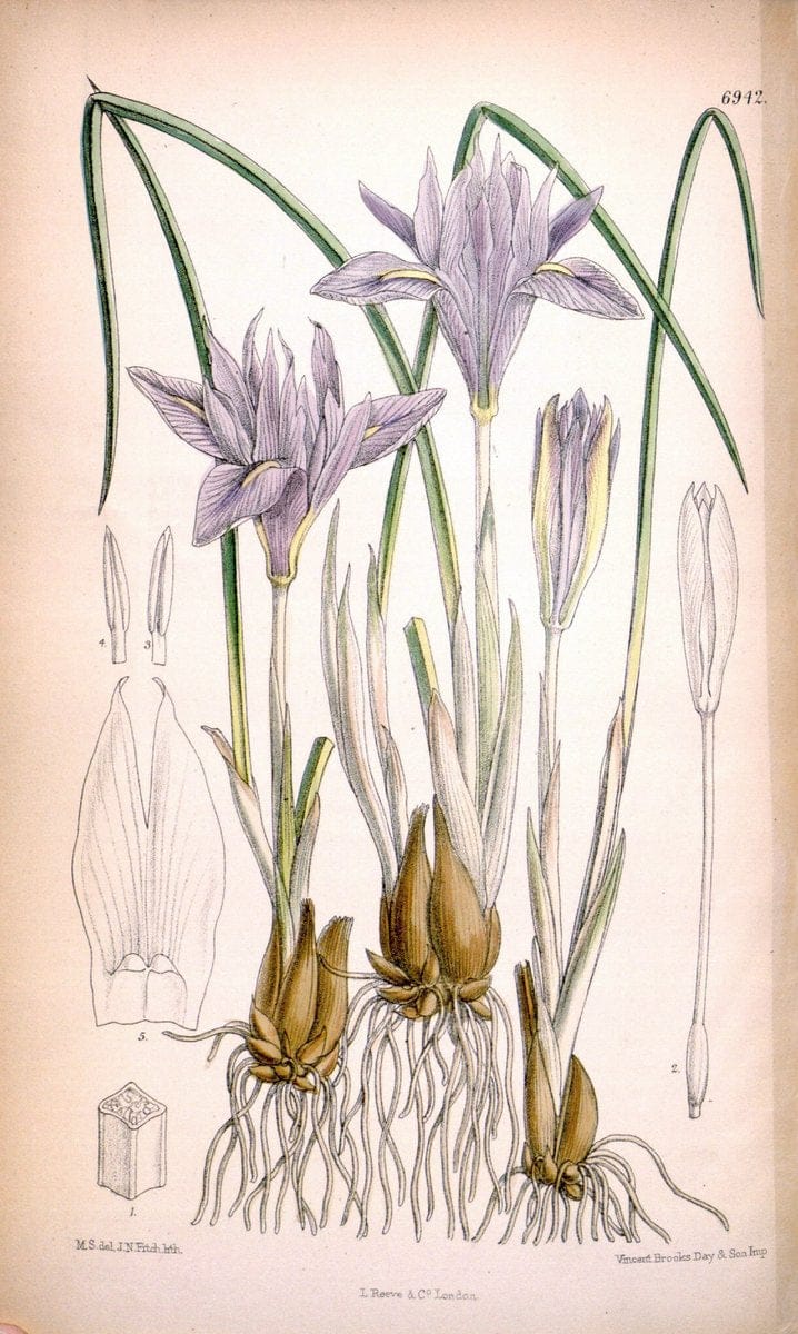 Curtis's botanical magazine. London ; New York [etc.] :Academic Press [etc.]. | "Botanical illustration" Botany Periodicals "Pictorial works" "Plants, Ornamental"  | Vintage Print Reproduction 456755