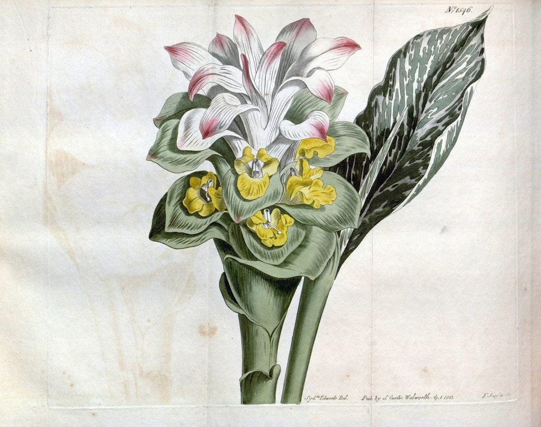 Curtis's botanical magazine. London ; New York [etc.] :Academic Press [etc.]. | "Botanical illustration" Botany Periodicals "Pictorial works" "Plants, Ornamental"  | Vintage Print Reproduction 456756