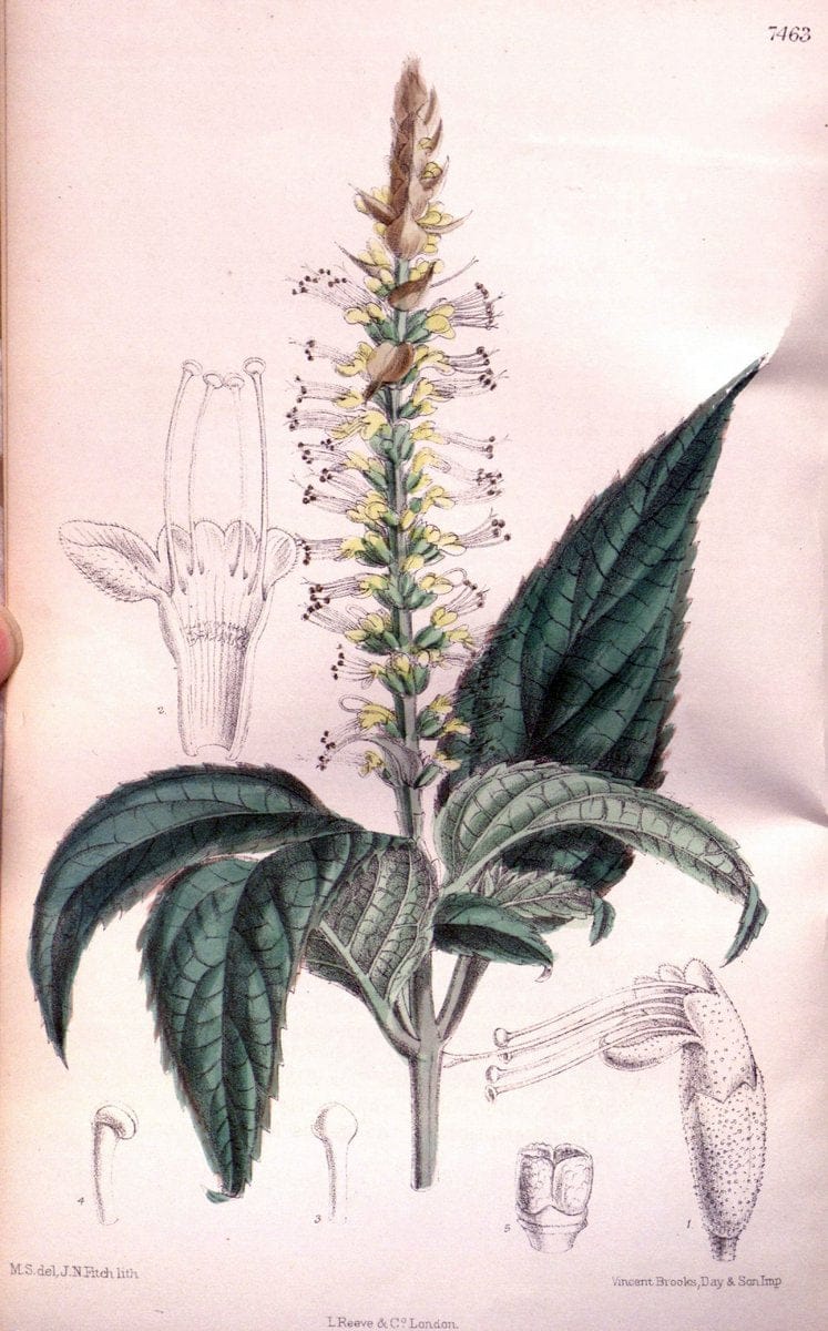 Curtis's botanical magazine. London ; New York [etc.] :Academic Press [etc.]. | "Botanical illustration" Botany Periodicals "Pictorial works" "Plants, Ornamental"  | Vintage Print Reproduction 456757