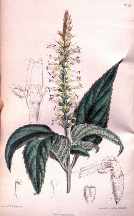 Curtis's botanical magazine. London ; New York [etc.] :Academic Press [etc.]. | "Botanical illustration" Botany Periodicals "Pictorial works" "Plants, Ornamental"  | Vintage Print Reproduction 456757