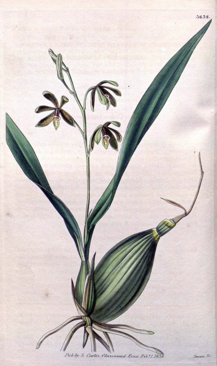 Curtis's botanical magazine..London ;New York [etc.] :Academic Press [etc.]. |  | Vintage Print Reproduction 456758