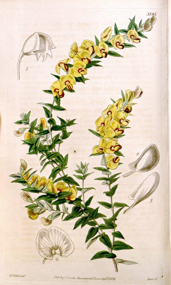 Curtis's botanical magazine. London ; New York [etc.] :Academic Press [etc.]. | "Botanical illustration" Botany Periodicals "Pictorial works" "Plants, Ornamental"  | Vintage Print Reproduction 456759