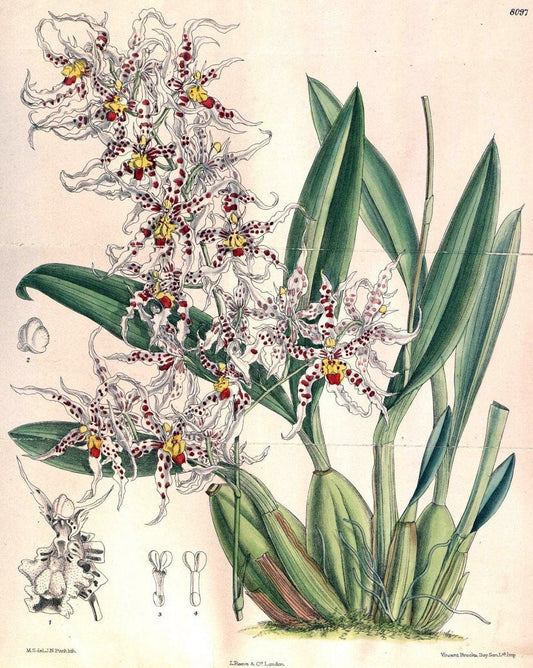 Curtis's botanical magazine. London ; New York [etc.] :Academic Press [etc.]. | "Botanical illustration" Botany Periodicals "Pictorial works" "Plants, Ornamental"  | Vintage Print Reproduction 456760