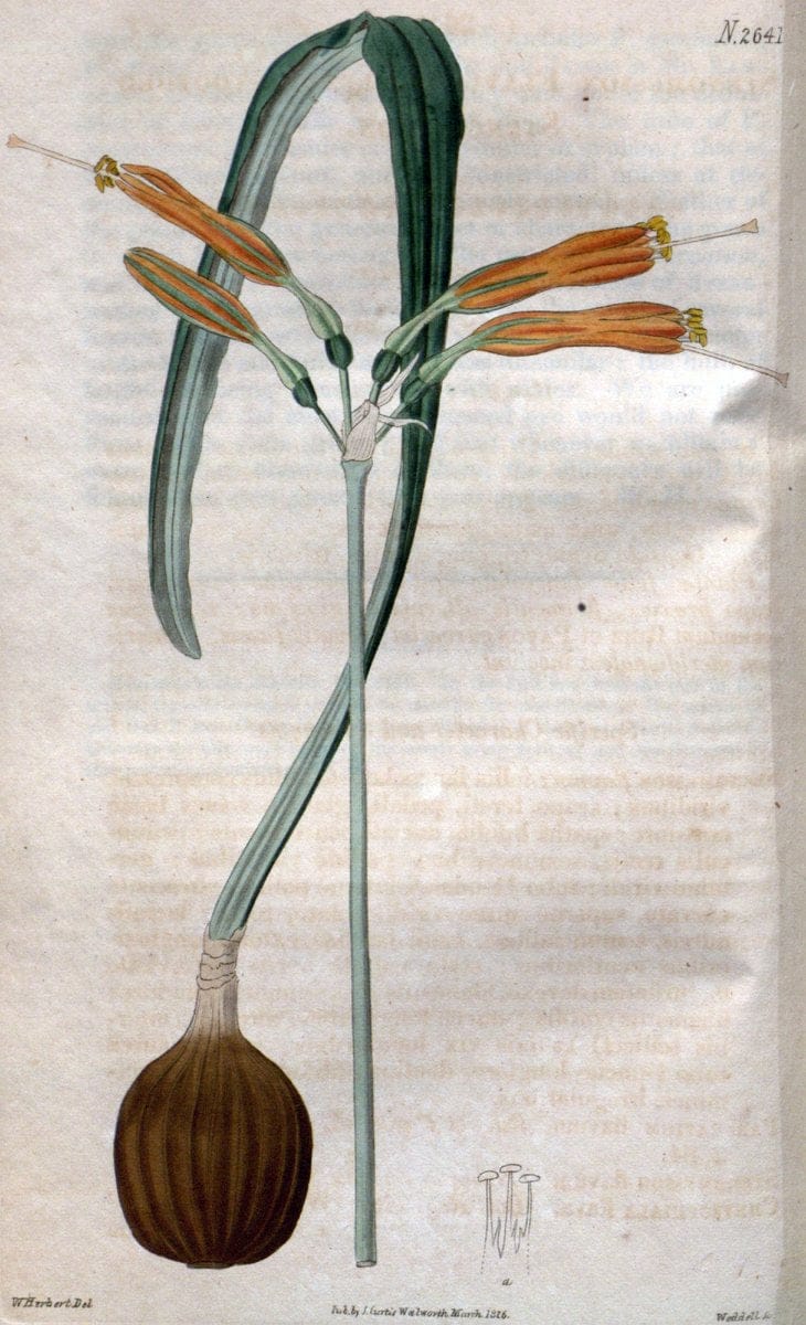 Curtis's botanical magazine. London ; New York [etc.] :Academic Press [etc.]. | "Botanical illustration" Botany Periodicals "Pictorial works" "Plants, Ornamental"  | Vintage Print Reproduction 456761