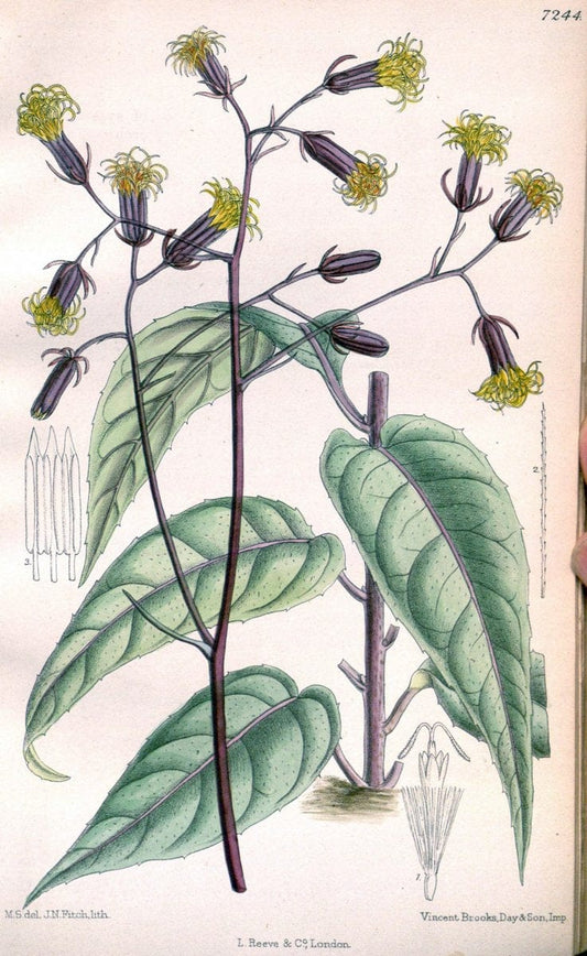Curtis's botanical magazine. London ; New York [etc.] :Academic Press [etc.]. | "Botanical illustration" Botany Periodicals "Pictorial works" "Plants, Ornamental"  | Vintage Print Reproduction 456762