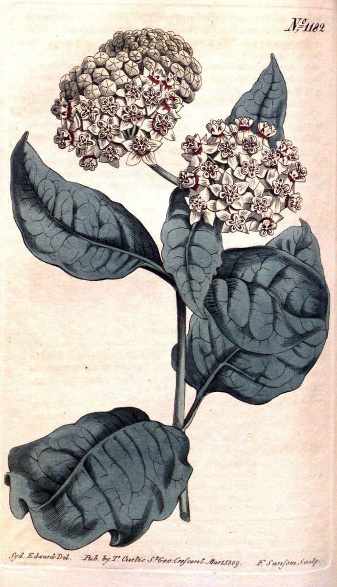 Curtis's botanical magazine. London ; New York [etc.] :Academic Press [etc.]. | "Botanical illustration" Botany Periodicals "Pictorial works" "Plants, Ornamental"  | Vintage Print Reproduction 456763