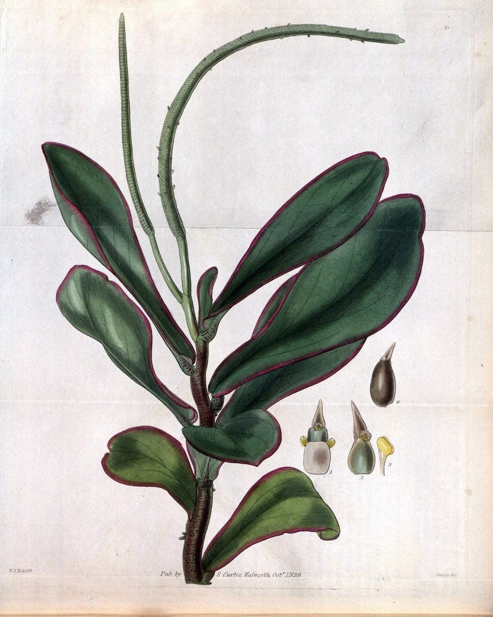 Curtis's botanical magazine. London ; New York [etc.] :Academic Press [etc.]. | "Botanical illustration" Botany Periodicals "Pictorial works" "Plants, Ornamental"  | Vintage Print Reproduction 456764