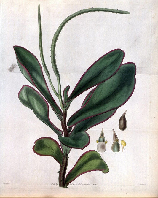 Curtis's botanical magazine. London ; New York [etc.] :Academic Press [etc.]. | "Botanical illustration" Botany Periodicals "Pictorial works" "Plants, Ornamental"  | Vintage Print Reproduction 456764