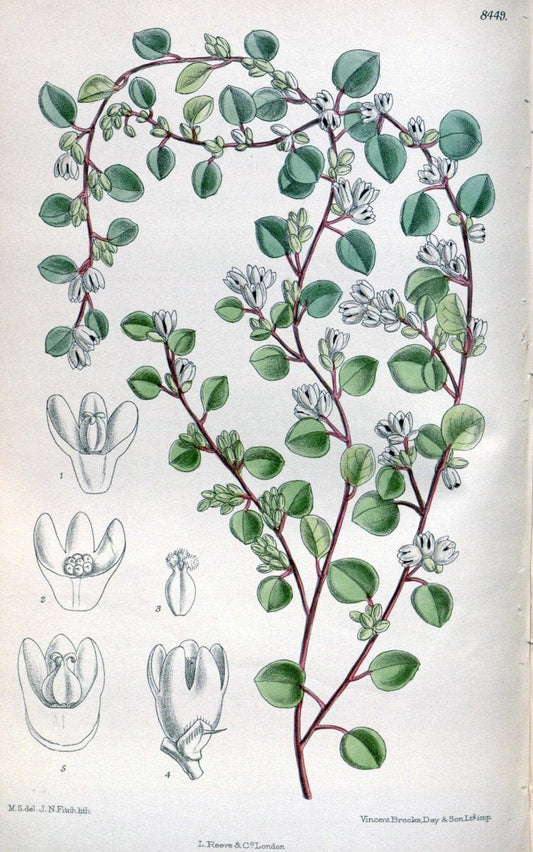 Curtis's botanical magazine. London ; New York [etc.] :Academic Press [etc.]. | "Botanical illustration" Botany Periodicals "Pictorial works" "Plants, Ornamental"  | Vintage Print Reproduction 456765