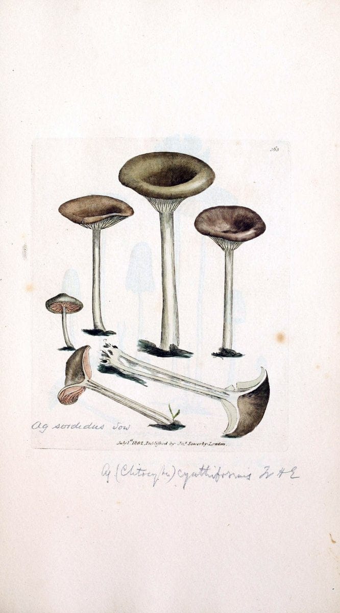 Coloured figures of English fungi or mushrooms. London,Printed by J. Davis,1797-[1809]. | England Mushrooms  | Vintage Print Reproduction 456766