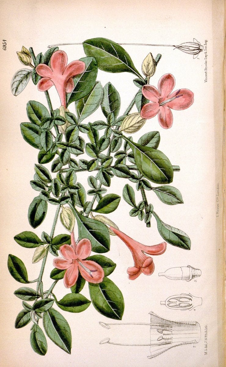 Curtis's botanical magazine. London ; New York [etc.] :Academic Press [etc.]. | "Botanical illustration" Botany Periodicals "Pictorial works" "Plants, Ornamental"  | Vintage Print Reproduction 456768