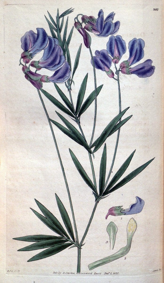 Curtis's botanical magazine..London ;New York [etc.] :Academic Press [etc.]. |  | Vintage Print Reproduction 456769