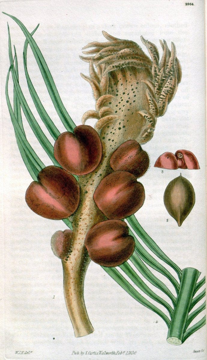 Curtis's botanical magazine. London ;New York [etc.] :Academic Press [etc.]. | Botany Periodicals "Pictorial works"  | Vintage Print Reproduction 456770