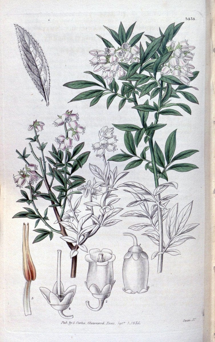 Curtis's botanical magazine. London ;New York [etc.] :Academic Press [etc.]. | Botany Periodicals "Pictorial works"  | Vintage Print Reproduction 456771