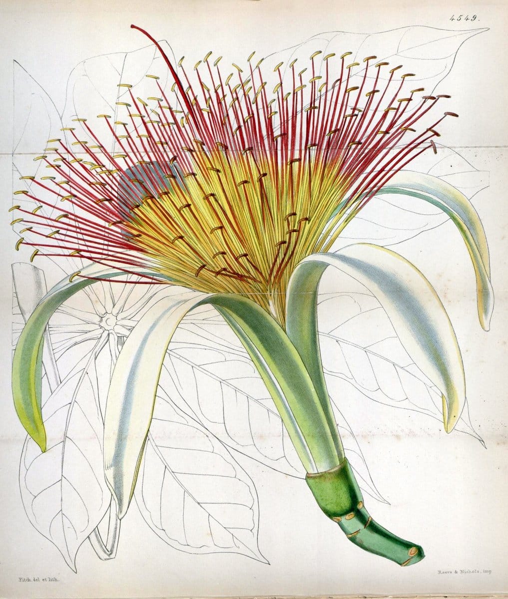 Curtis's botanical magazine. London ;New York [etc.] :Academic Press [etc.]. | Botany Periodicals "Pictorial works"  | Vintage Print Reproduction 456772