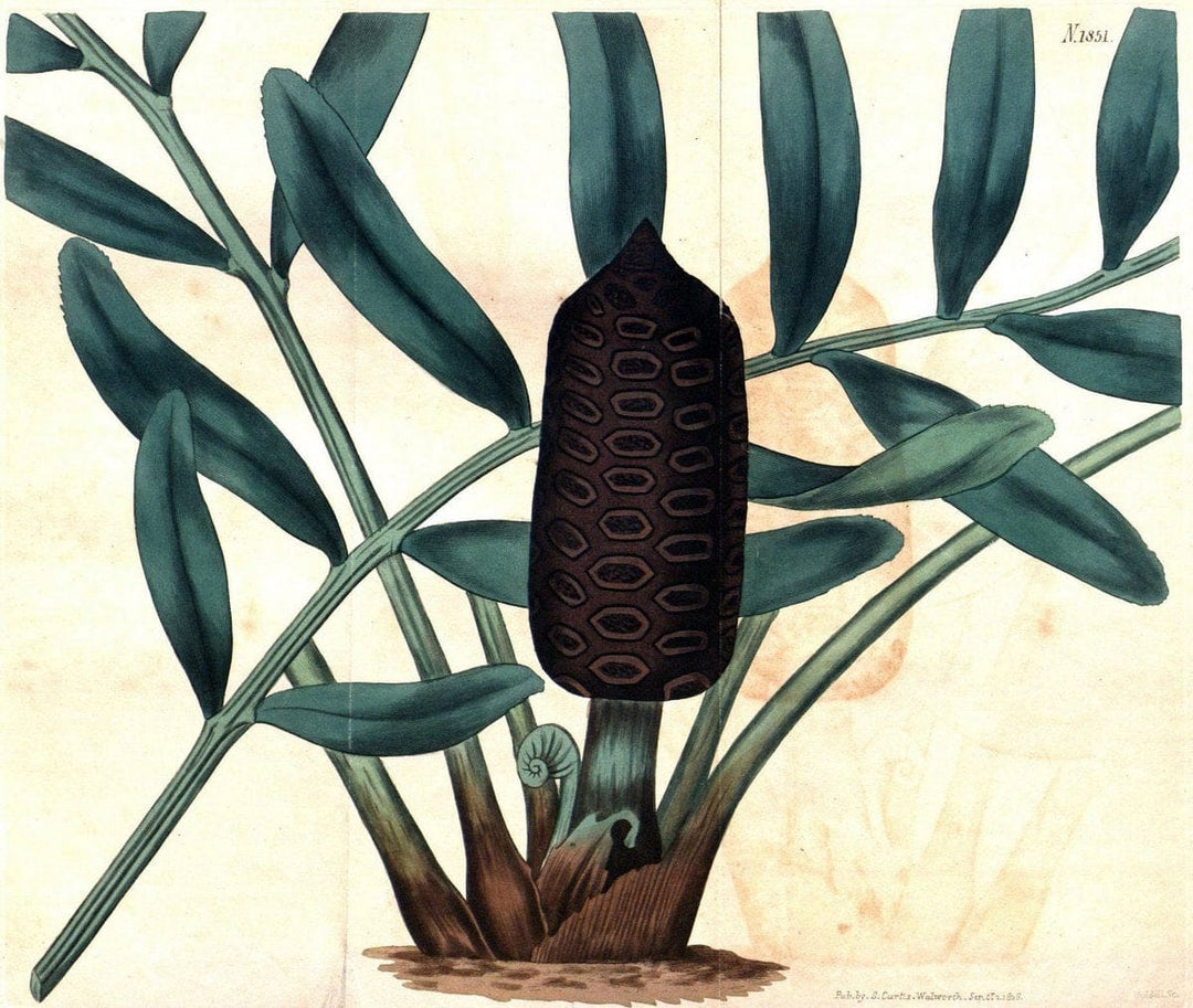 Curtis's botanical magazine. London ; New York [etc.] :Academic Press [etc.]. | "Botanical illustration" Botany Periodicals "Pictorial works" "Plants, Ornamental"  | Vintage Print Reproduction 456773