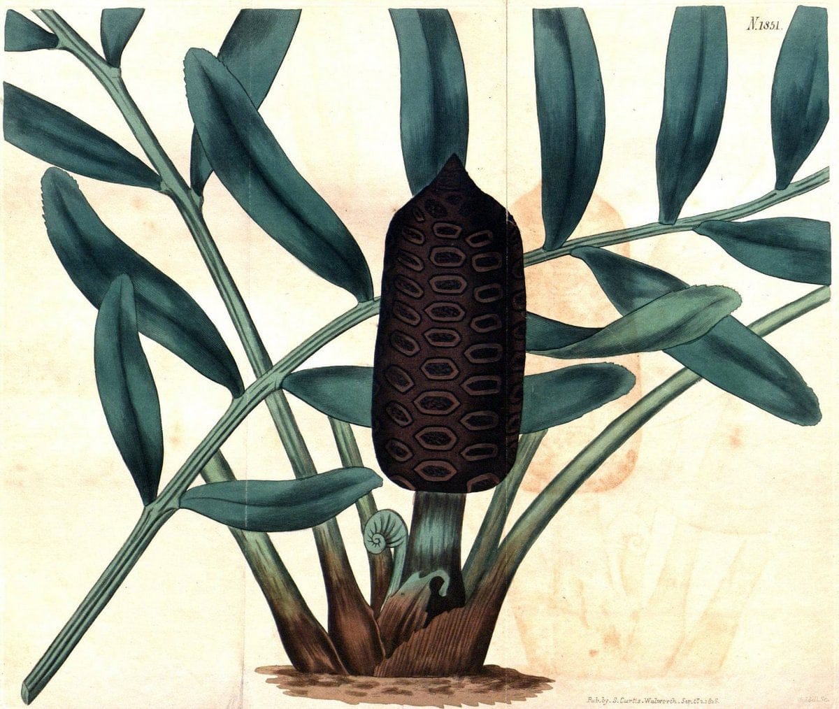 Curtis's botanical magazine. London ; New York [etc.] :Academic Press [etc.]. | "Botanical illustration" Botany Periodicals "Pictorial works" "Plants, Ornamental"  | Vintage Print Reproduction 456773