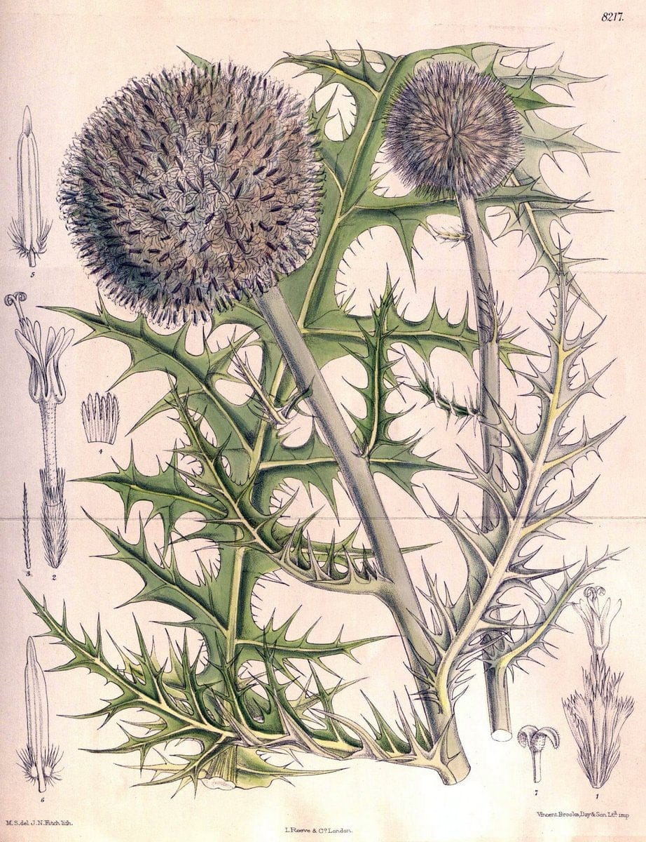 Curtis's botanical magazine. London ; New York [etc.] :Academic Press [etc.]. | "Botanical illustration" Botany Periodicals "Pictorial works" "Plants, Ornamental"  | Vintage Print Reproduction 456774