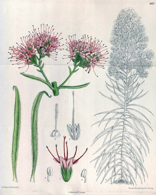 Curtis's botanical magazine. London ; New York [etc.] :Academic Press [etc.]. | "Botanical illustration" Botany Periodicals "Pictorial works" "Plants, Ornamental"  | Vintage Print Reproduction 456775