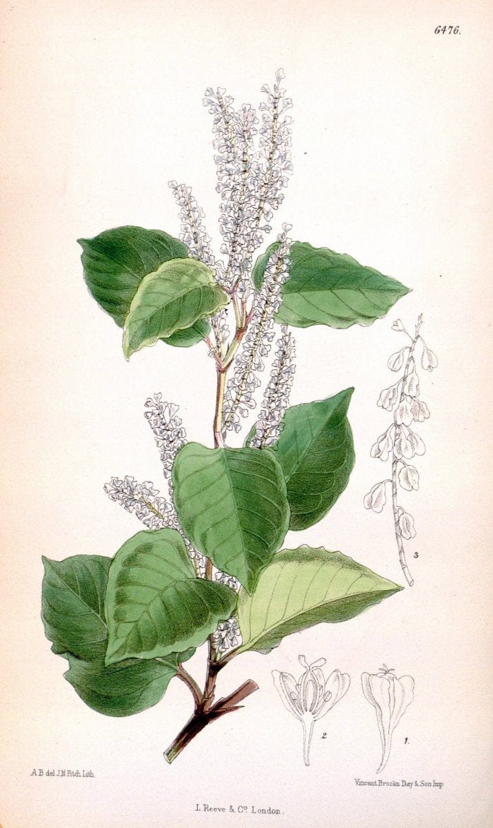 Curtis's botanical magazine. London ; New York [etc.] :Academic Press [etc.]. | "Botanical illustration" Botany Periodicals "Pictorial works" "Plants, Ornamental"  | Vintage Print Reproduction 456776