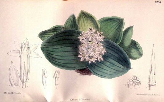 Curtis's botanical magazine. London ; New York [etc.] :Academic Press [etc.]. | "Botanical illustration" Botany Periodicals "Pictorial works" "Plants, Ornamental"  | Vintage Print Reproduction 456778