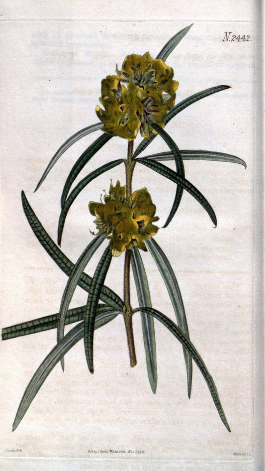 Curtis's botanical magazine. London ; New York [etc.] :Academic Press [etc.]. | "Botanical illustration" Botany Periodicals "Pictorial works" "Plants, Ornamental"  | Vintage Print Reproduction 456779