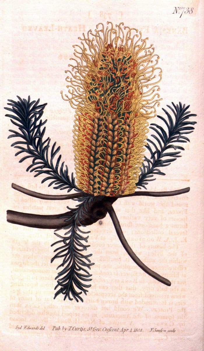 Curtis's botanical magazine..London ;New York [etc.] :Academic Press [etc.]. |  | Vintage Print Reproduction 456780