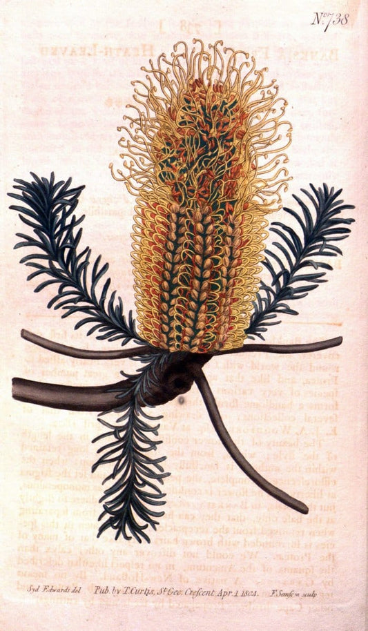 Curtis's botanical magazine..London ;New York [etc.] :Academic Press [etc.]. |  | Vintage Print Reproduction 456780