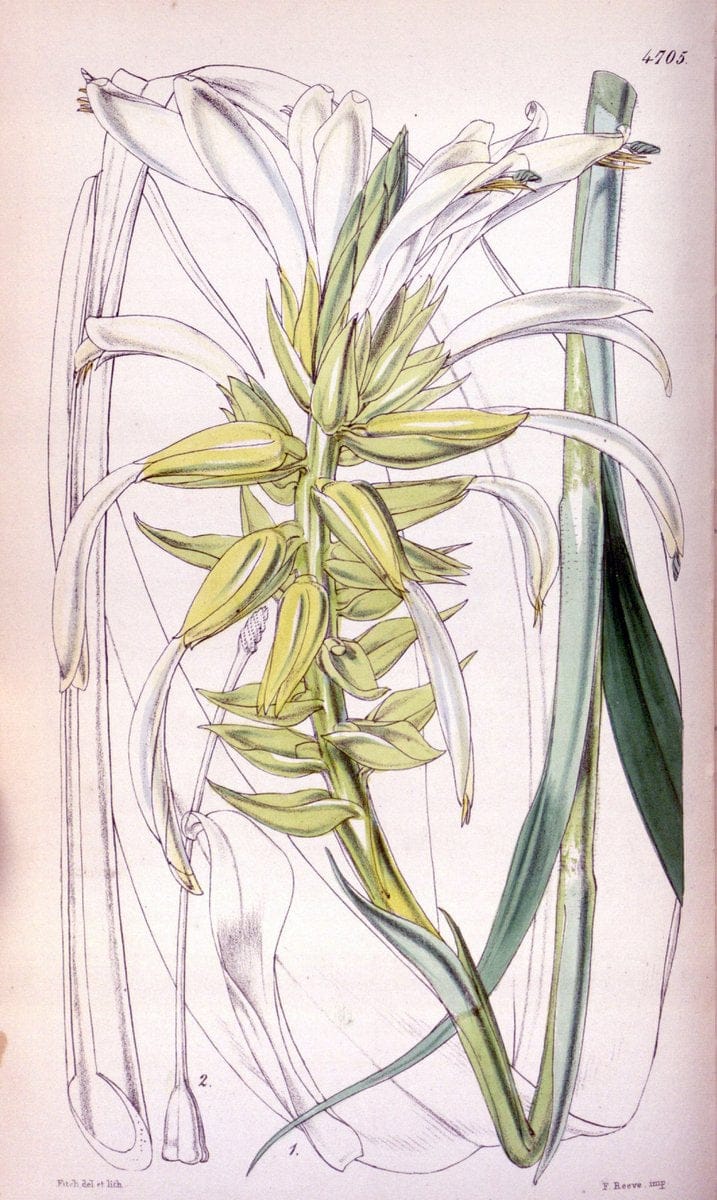 Curtis's botanical magazine. London ; New York [etc.] :Academic Press [etc.]. | "Botanical illustration" Botany Periodicals "Pictorial works" "Plants, Ornamental"  | Vintage Print Reproduction 456781