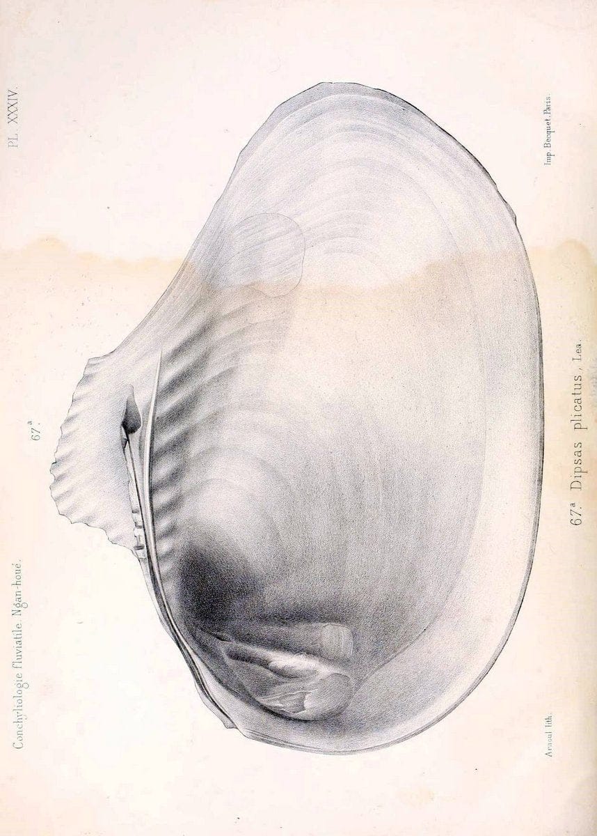 Conchyliologie fluviatile de la province de Nanking et de la Chine centrale /.Paris :Savy,[1875-1885]. | China Mollusks "Nanjing (Jiangsu Sheng)"  | Vintage Print Reproduction 456782