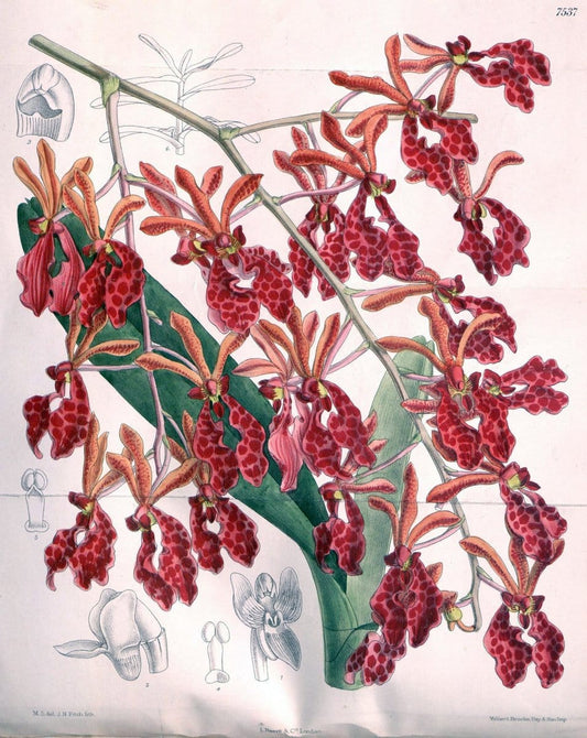 Curtis's botanical magazine. London ; New York [etc.] :Academic Press [etc.]. | "Botanical illustration" Botany Periodicals "Pictorial works" "Plants, Ornamental"  | Vintage Print Reproduction 456783