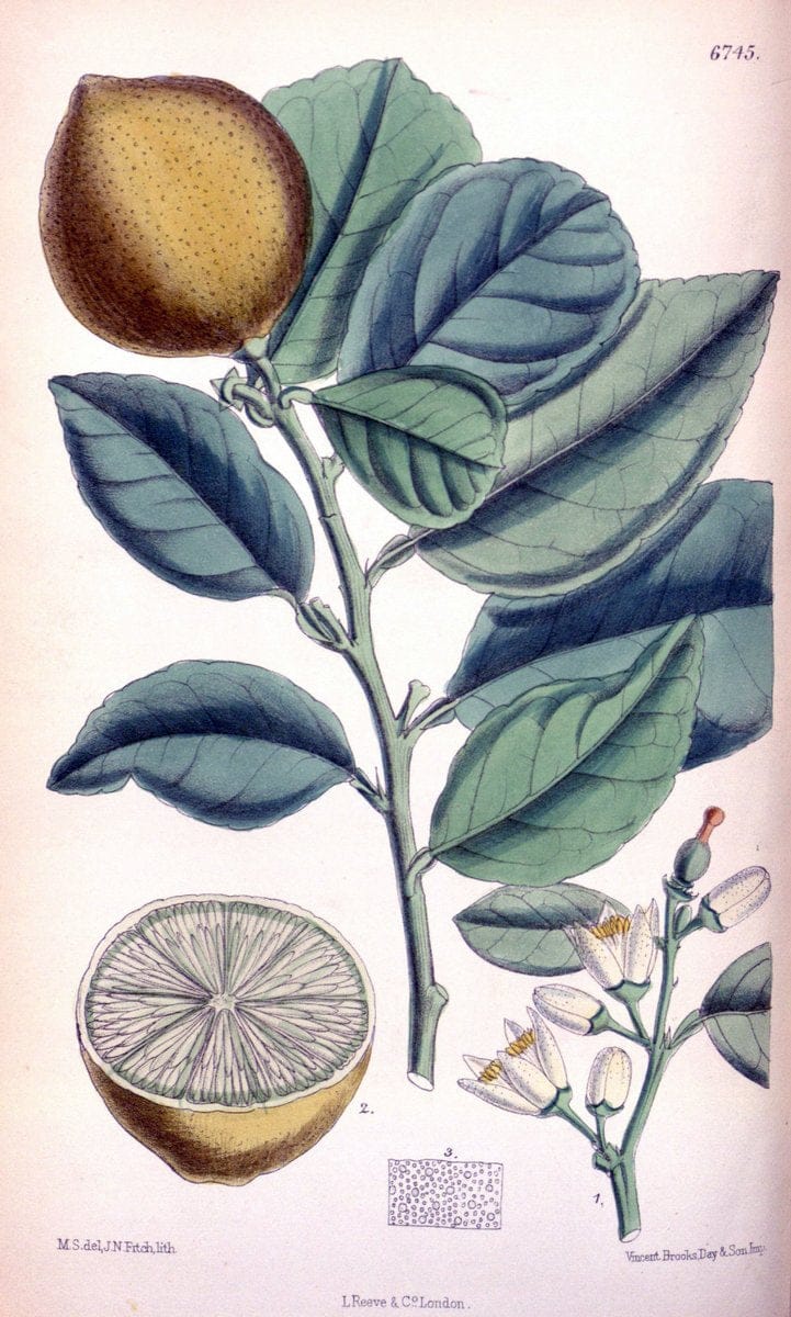 Curtis's botanical magazine. London ; New York [etc.] :Academic Press [etc.]. | "Botanical illustration" Botany Periodicals "Pictorial works" "Plants, Ornamental"  | Vintage Print Reproduction 456784