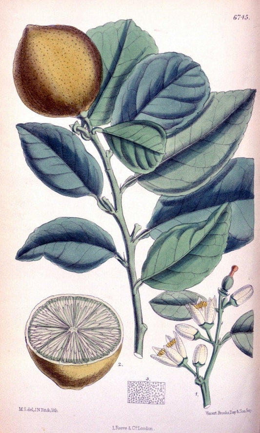 Curtis's botanical magazine. London ; New York [etc.] :Academic Press [etc.]. | "Botanical illustration" Botany Periodicals "Pictorial works" "Plants, Ornamental"  | Vintage Print Reproduction 456784