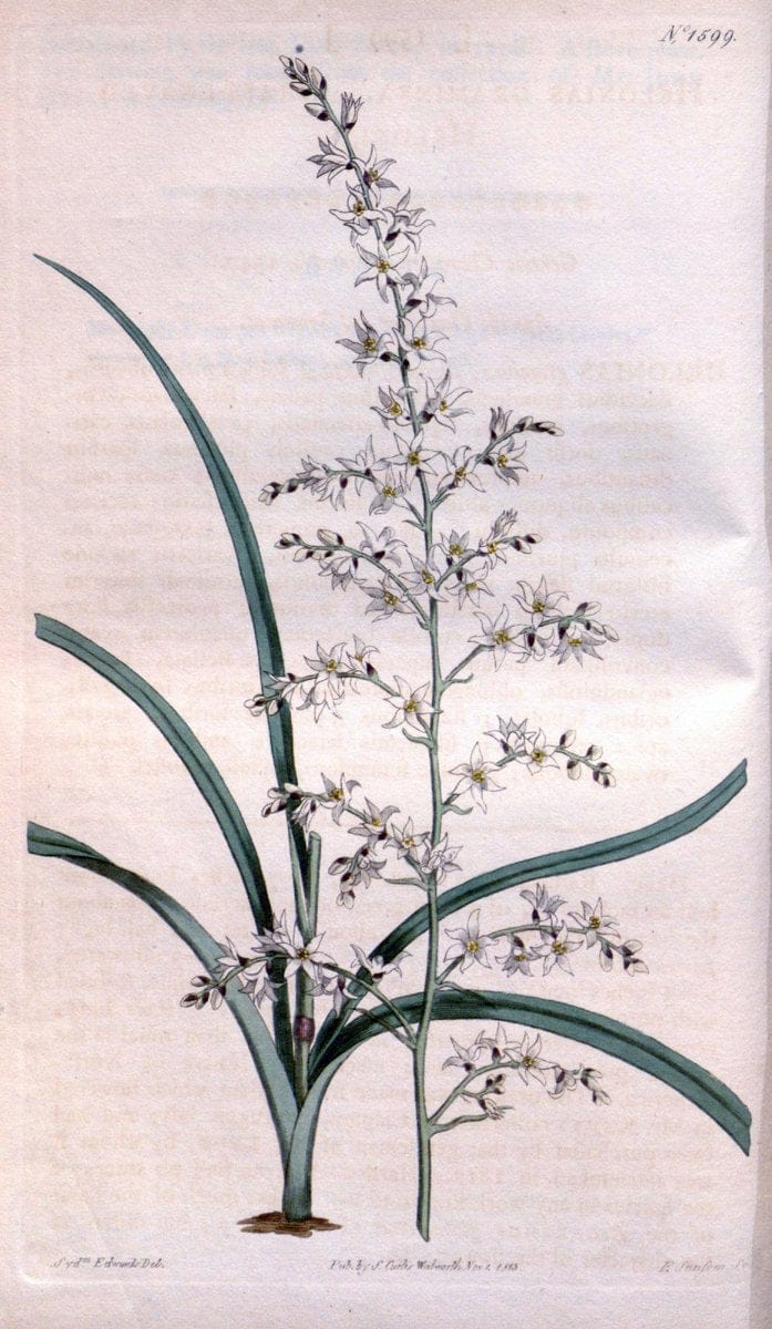 Curtis's botanical magazine. London ; New York [etc.] :Academic Press [etc.]. | "Botanical illustration" Botany Periodicals "Pictorial works" "Plants, Ornamental"  | Vintage Print Reproduction 456785