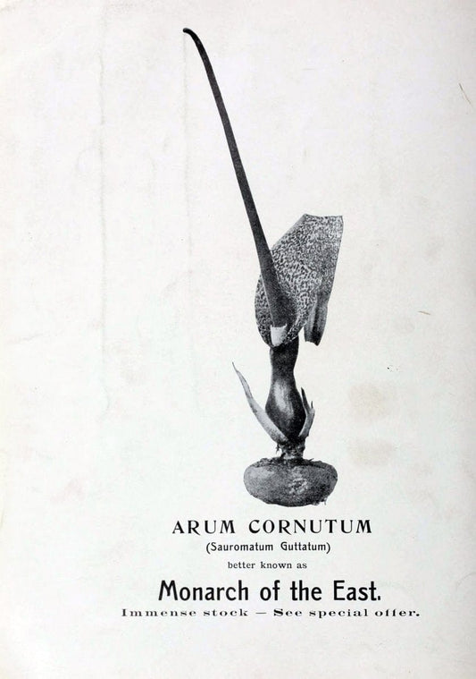 Catalogue of autumn bulbs :.New York :Peter Henderson & Co.,1898.  | Vintage Print Reproduction 456786