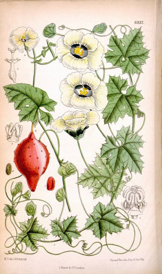 Curtis's botanical magazine. London ; New York [etc.] :Academic Press [etc.]. | "Botanical illustration" Botany Periodicals "Pictorial works" "Plants, Ornamental"  | Vintage Print Reproduction 456787