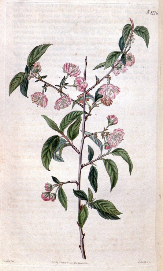 Curtis's botanical magazine. London ; New York [etc.] :Academic Press [etc.]. | "Botanical illustration" Botany Periodicals "Pictorial works" "Plants, Ornamental"  | Vintage Print Reproduction 456788