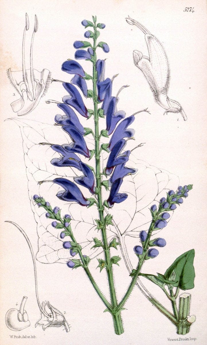 Curtis's botanical magazine. London ; New York [etc.] :Academic Press [etc.]. | "Botanical illustration" Botany Periodicals "Pictorial works" "Plants, Ornamental"  | Vintage Print Reproduction 456789