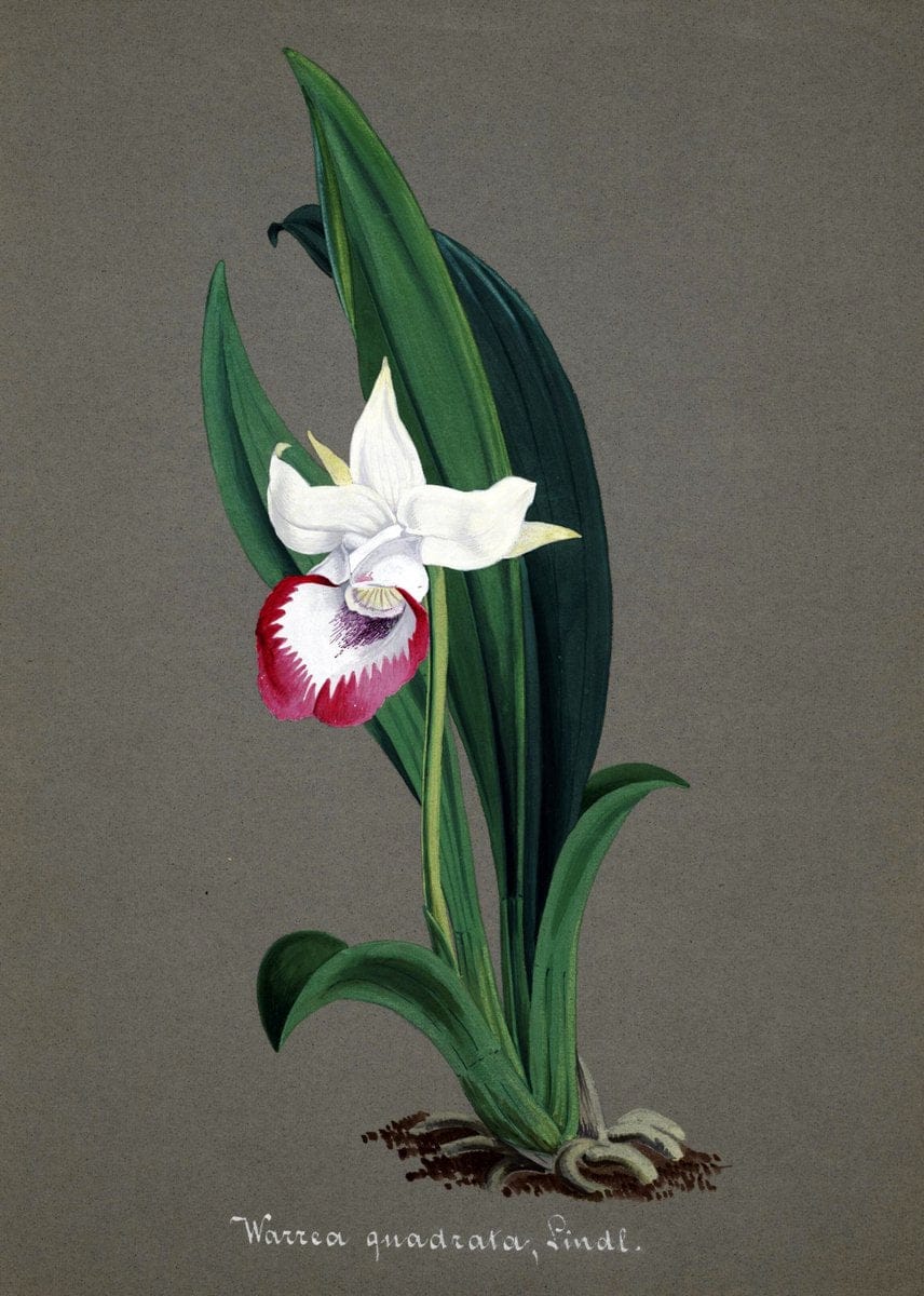 Collection d'orchideÃŒÂes.[S.l. :s.n.,18--]. | "Botanical illustration" Orchidaceae "Orchidaceae in art" "Pictorial works"  | Vintage Print Reproduction 456790