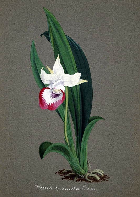 Collection d'orchideÃŒÂes.[S.l. :s.n.,18--]. | "Botanical illustration" Orchidaceae "Orchidaceae in art" "Pictorial works"  | Vintage Print Reproduction 456790