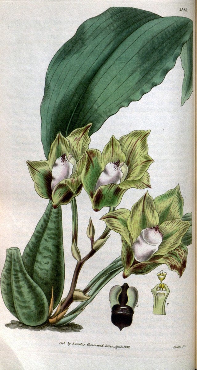 Curtis's botanical magazine. London ; New York [etc.] :Academic Press [etc.]. | "Botanical illustration" Botany Periodicals "Pictorial works" "Plants, Ornamental"  | Vintage Print Reproduction 456791