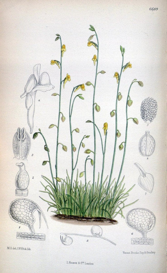 Curtis's botanical magazine. London ; New York [etc.] :Academic Press [etc.]. | "Botanical illustration" Botany Periodicals "Pictorial works" "Plants, Ornamental"  | Vintage Print Reproduction 456792