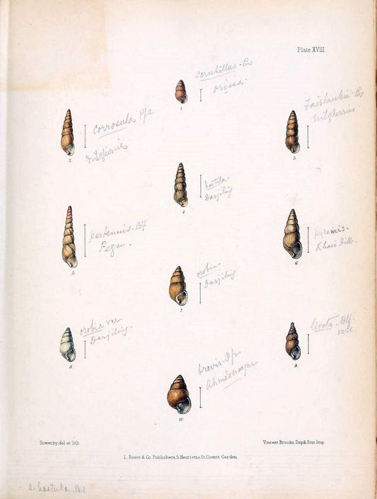 Conchologia indica,.London,1870-1876.  | India Mollusks Shells  | Vintage Print Reproduction 456793