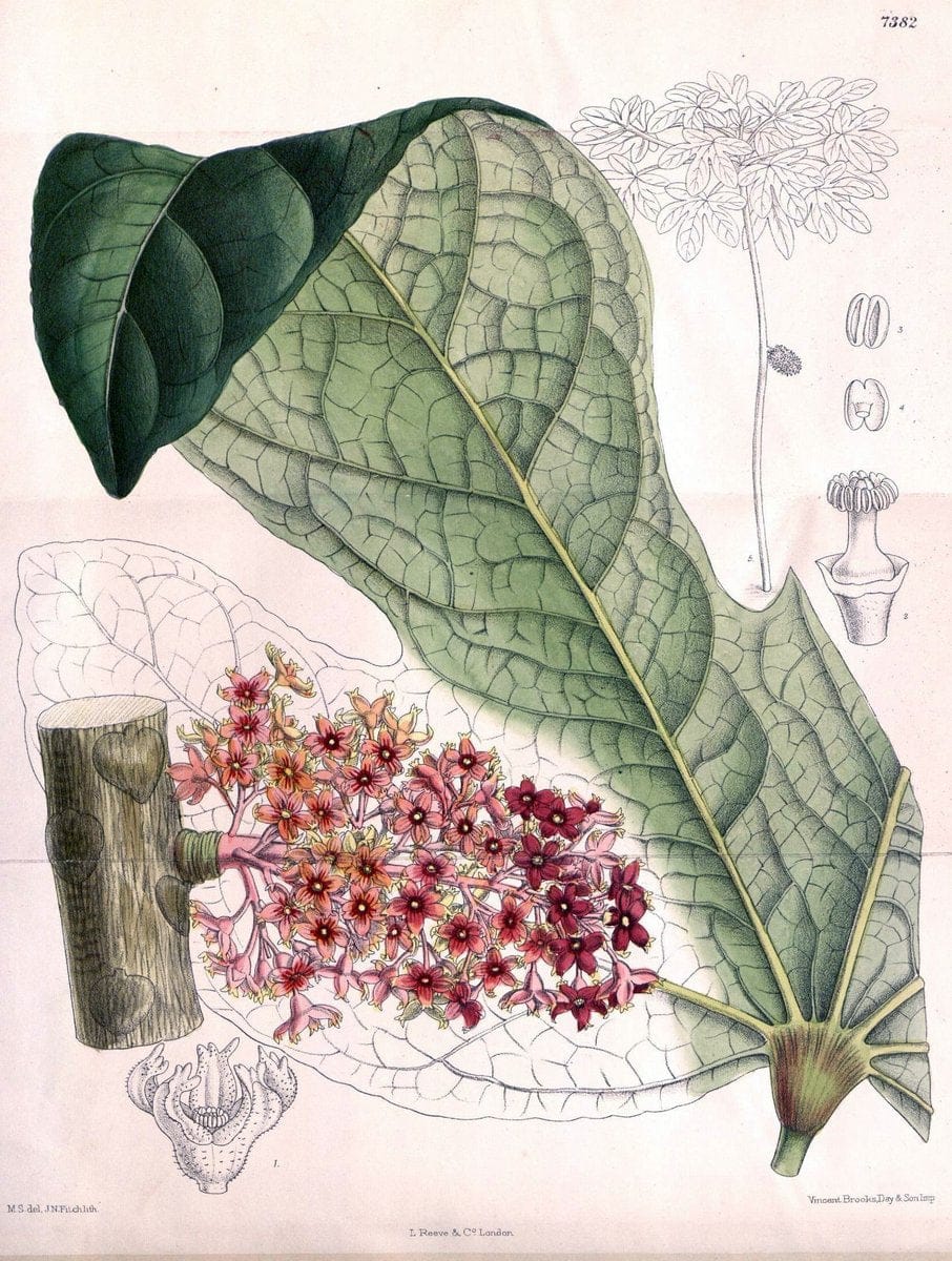 Curtis's botanical magazine. London ; New York [etc.] :Academic Press [etc.]. | "Botanical illustration" Botany Periodicals "Pictorial works" "Plants, Ornamental"  | Vintage Print Reproduction 456794