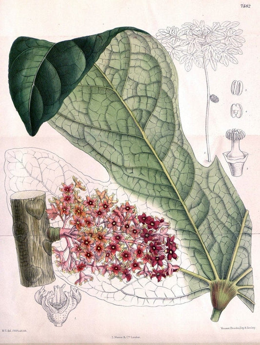Curtis's botanical magazine. London ; New York [etc.] :Academic Press [etc.]. | "Botanical illustration" Botany Periodicals "Pictorial works" "Plants, Ornamental"  | Vintage Print Reproduction 456794