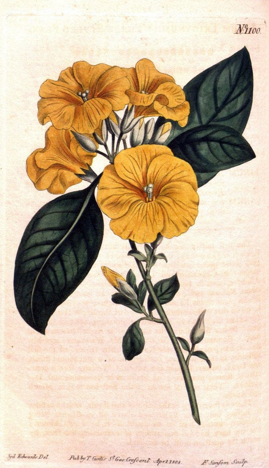 Curtis's botanical magazine. London ; New York [etc.] :Academic Press [etc.]. | "Botanical illustration" Botany Periodicals "Pictorial works" "Plants, Ornamental"  | Vintage Print Reproduction 456795